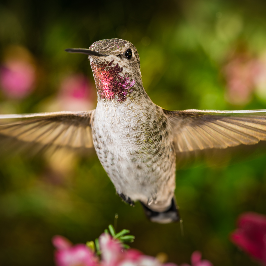 Hummingbirds 101