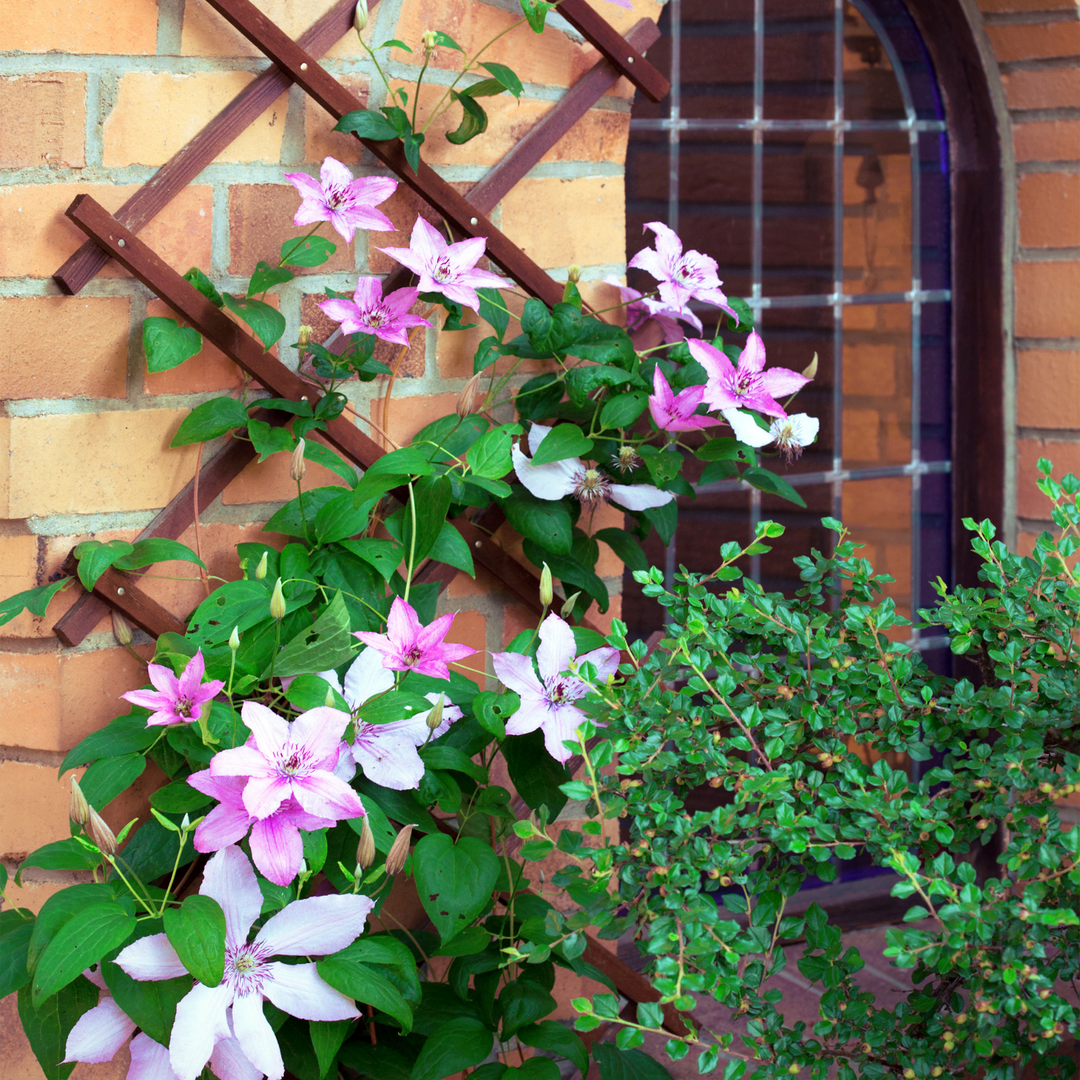 Clematis 101