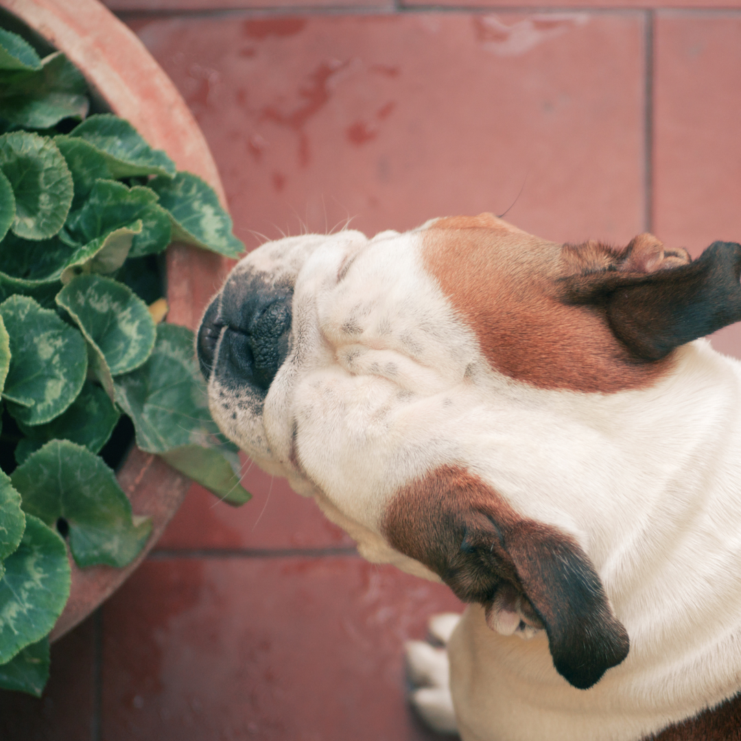 Houseplants & Pets 101