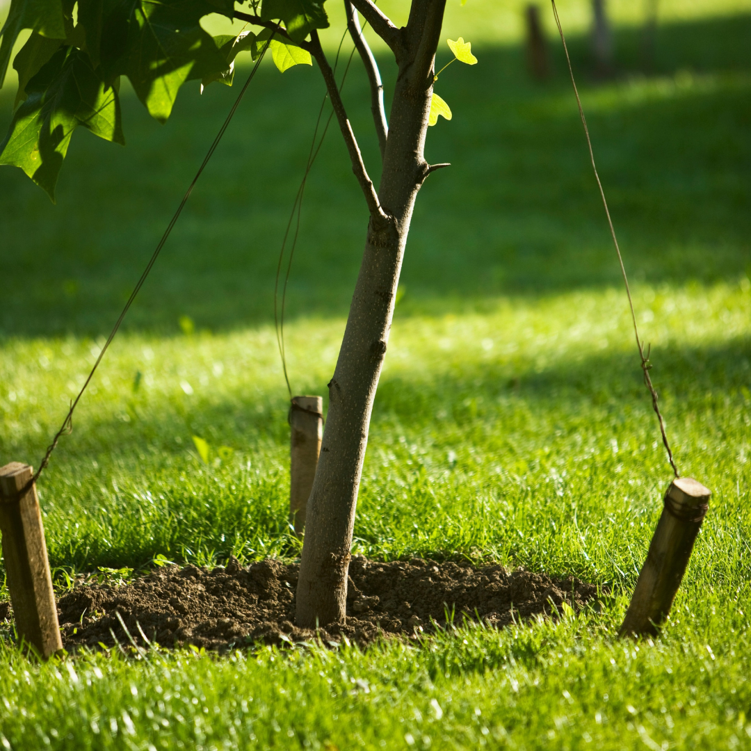 Top 5: Spring Planting Trees – Wildwood Outdoor Living