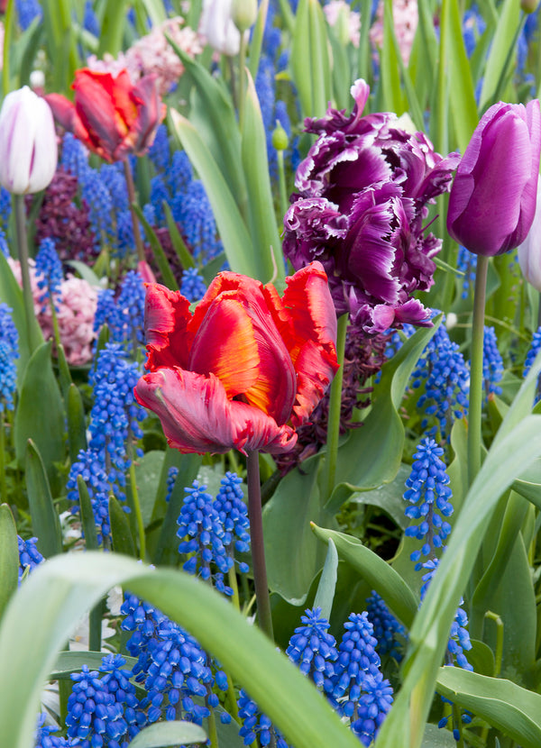 How To Plant & Protect Fall Bulbs