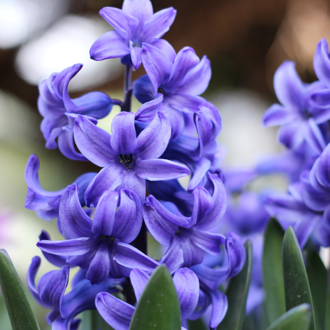 Hyacinths 101