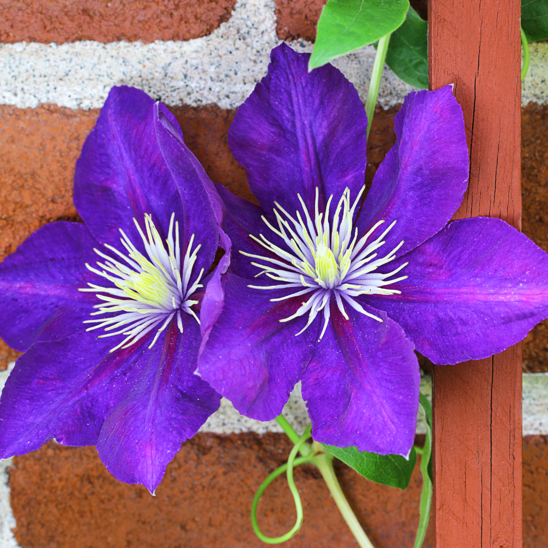 How to Grow Clematis