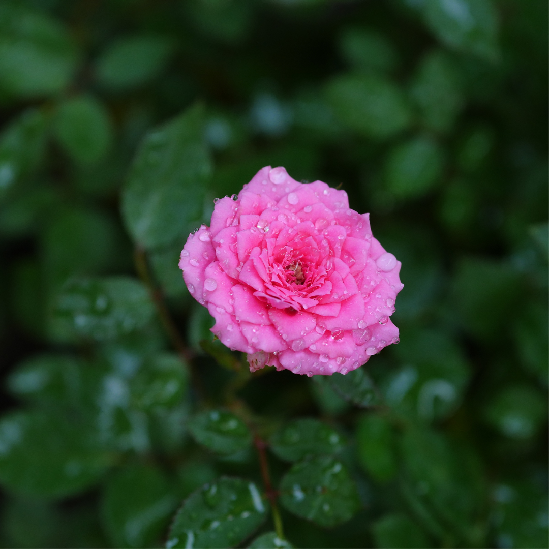 Litton Roses Miniature Roses 101 – Wildwood Outdoor Living