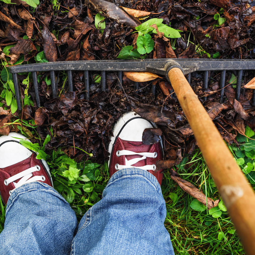 November Gardening Tips