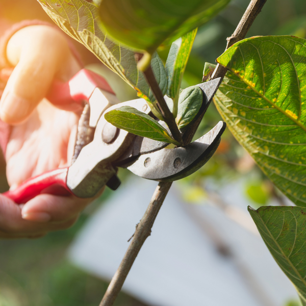 Top 5 Pruning Tools & Tips