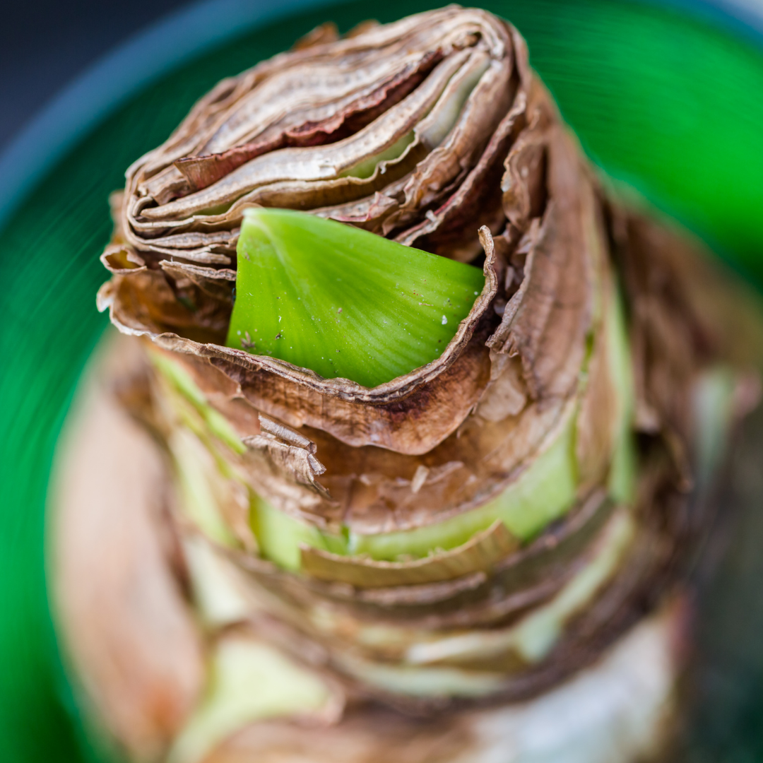 How To Store Amaryllis Bulbs