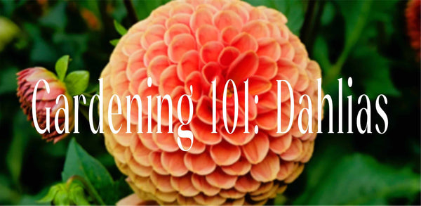 Gardening 101: Embracing the Beauty of Dahlias 🌸