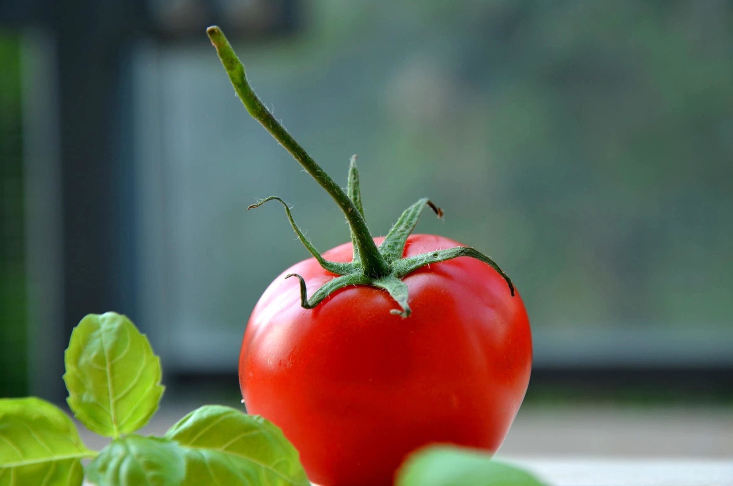 Tomato Garden Tools & Supplies