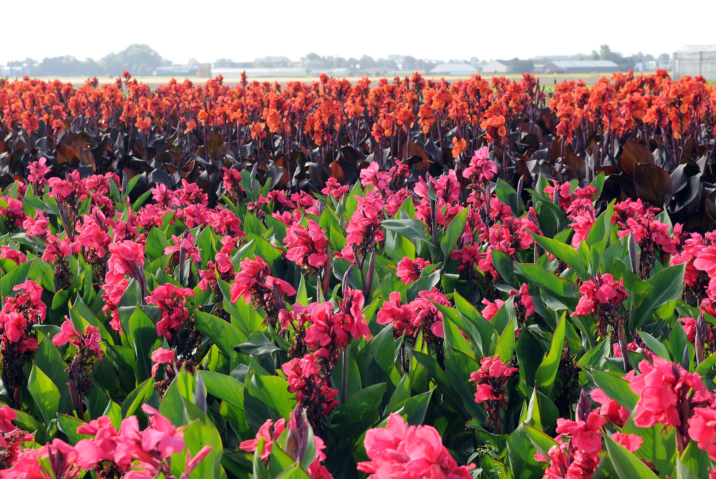 Canna Bulbs