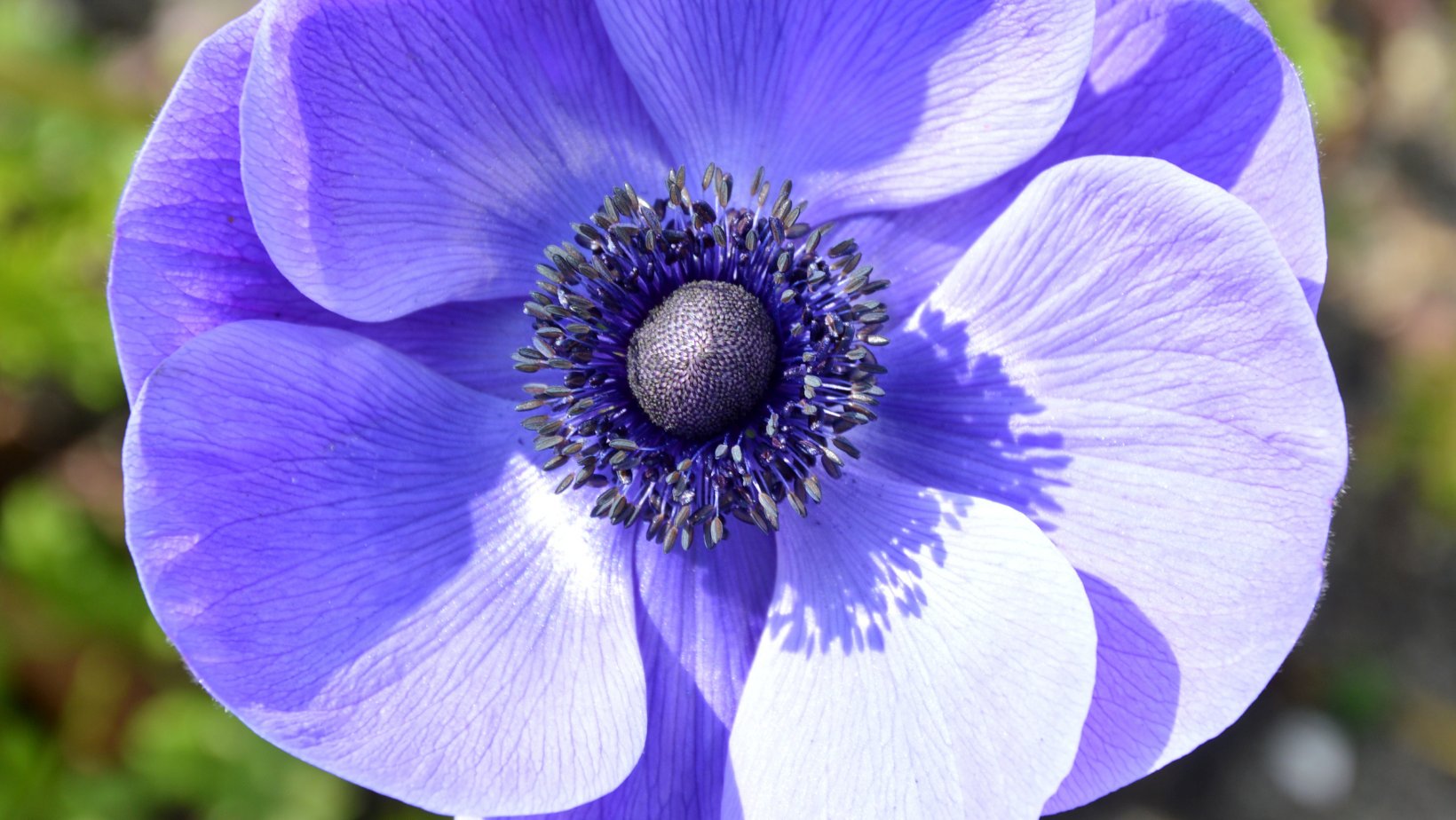 Anemone Bulbs