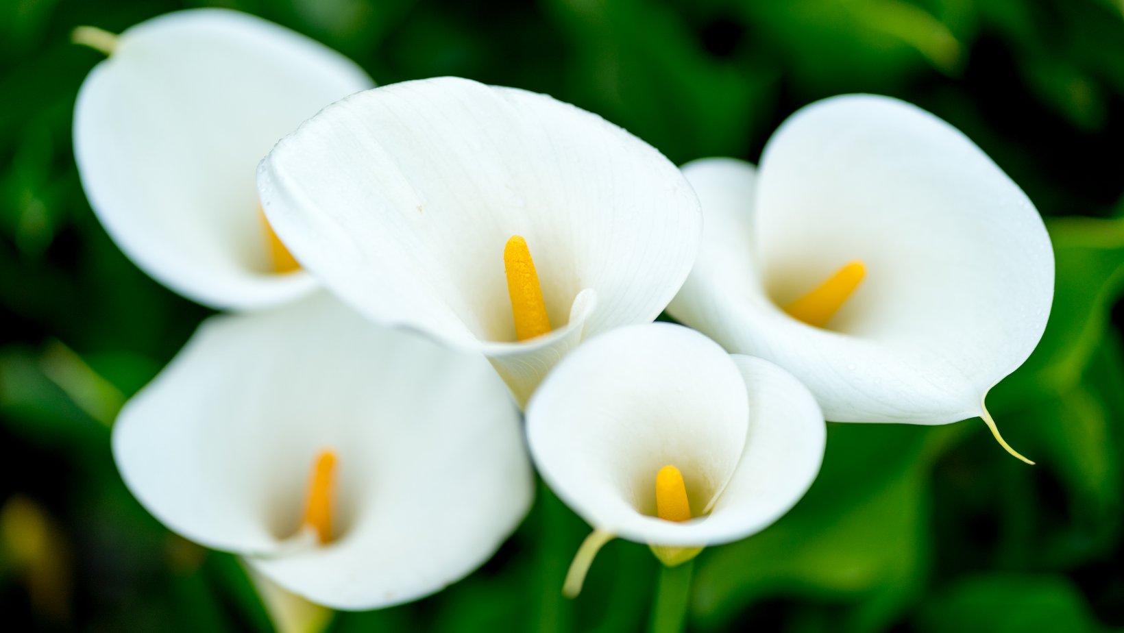 Calla Lily Bulbs