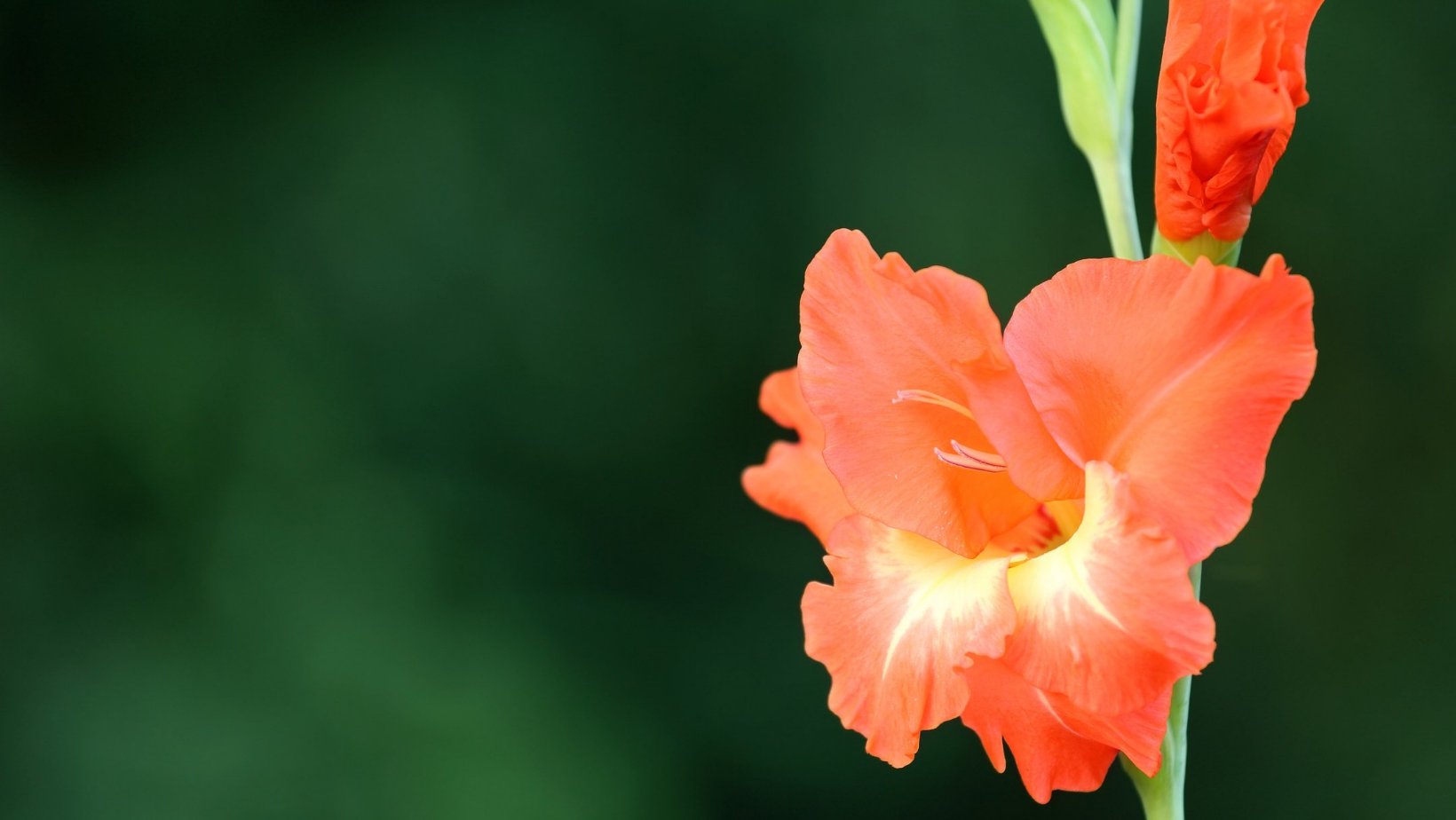 Gladiolus Bulbs