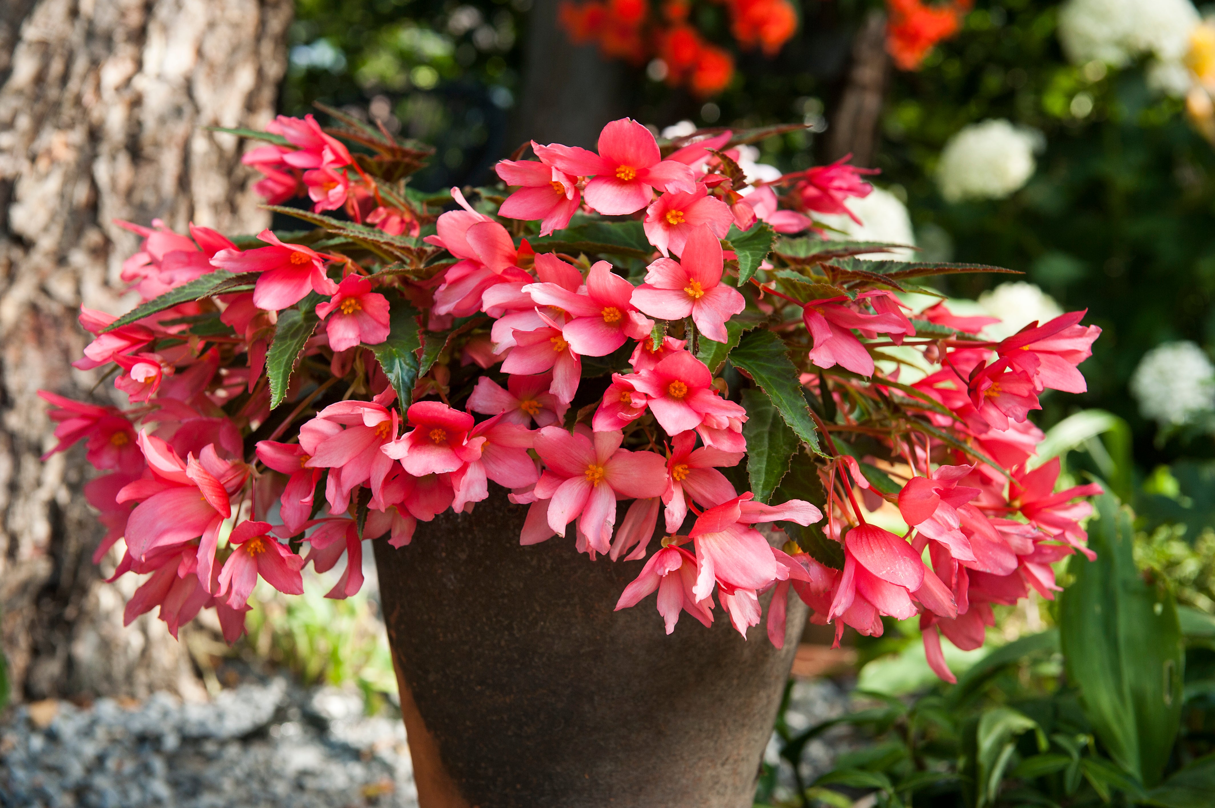 Begonia Bulbs