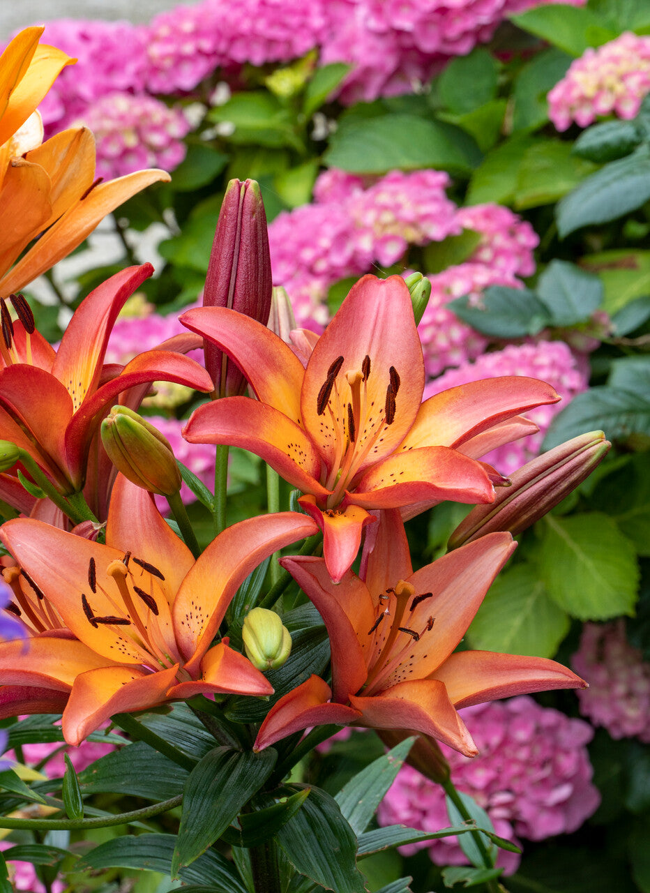 Lily Bulbs