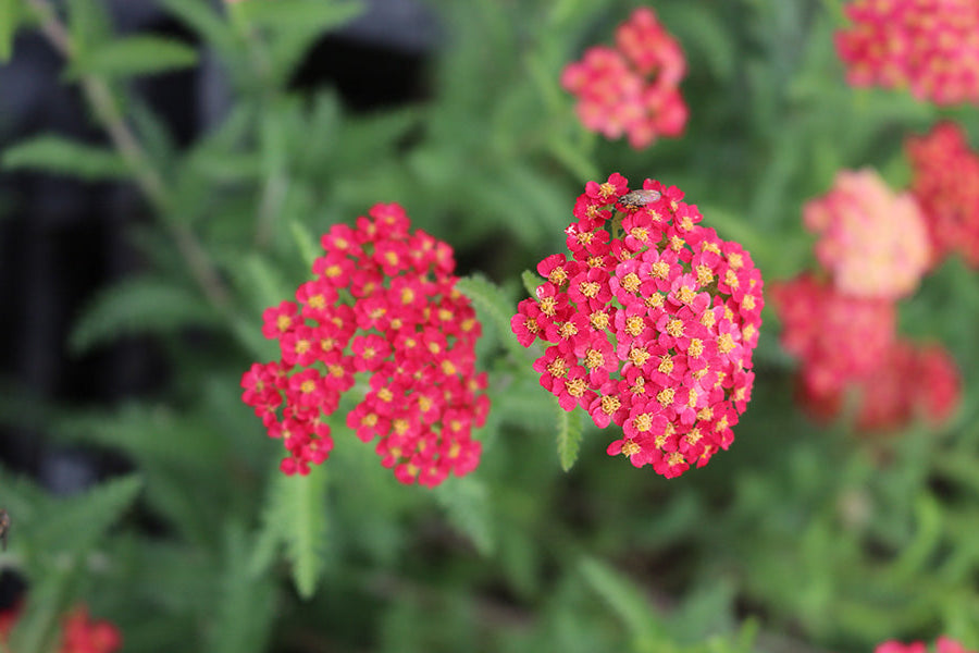 Yarrow Plants
