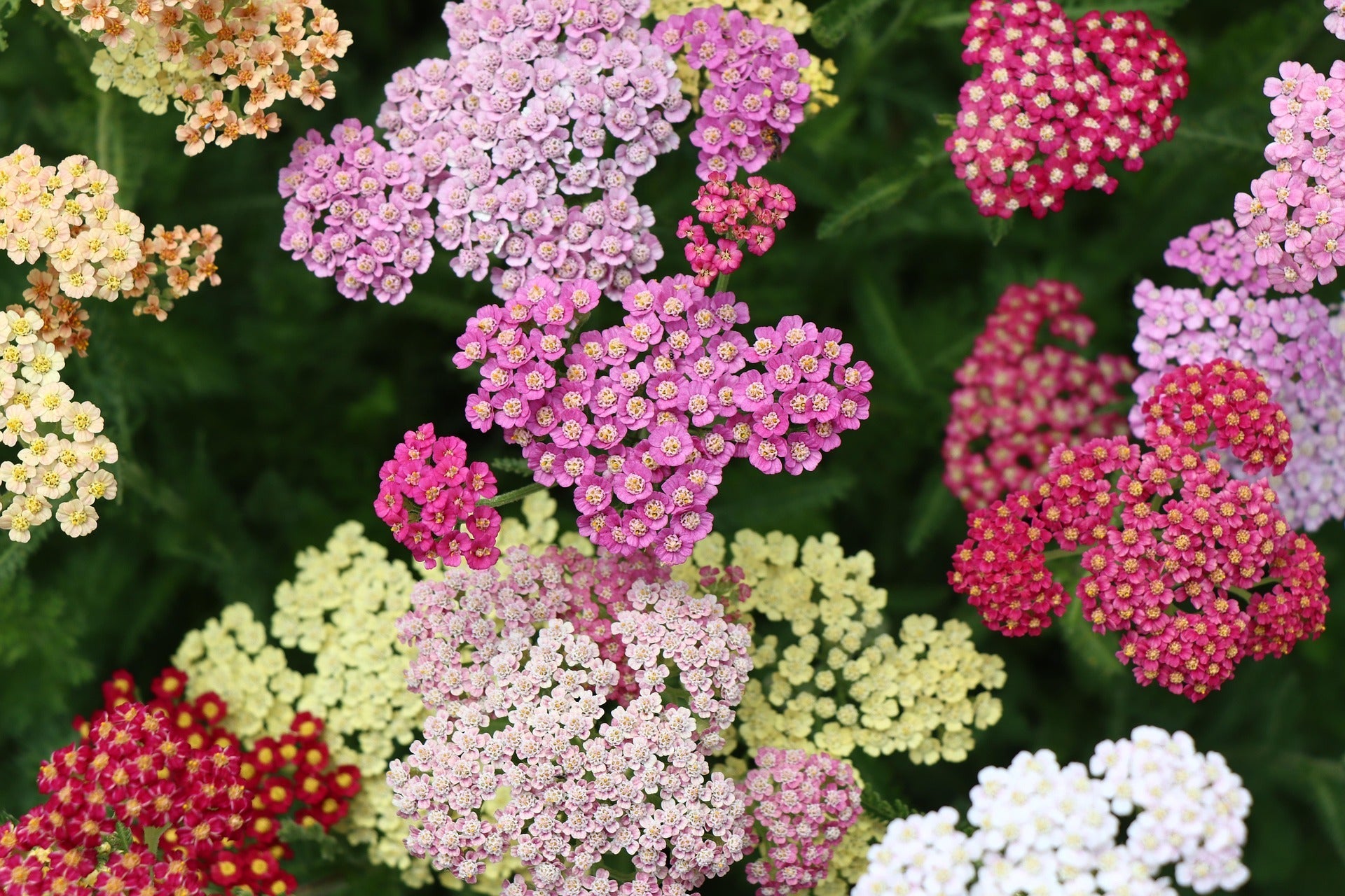 Yarrow Plants