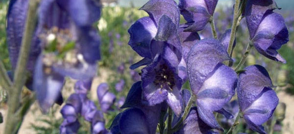 Monkshood Plants