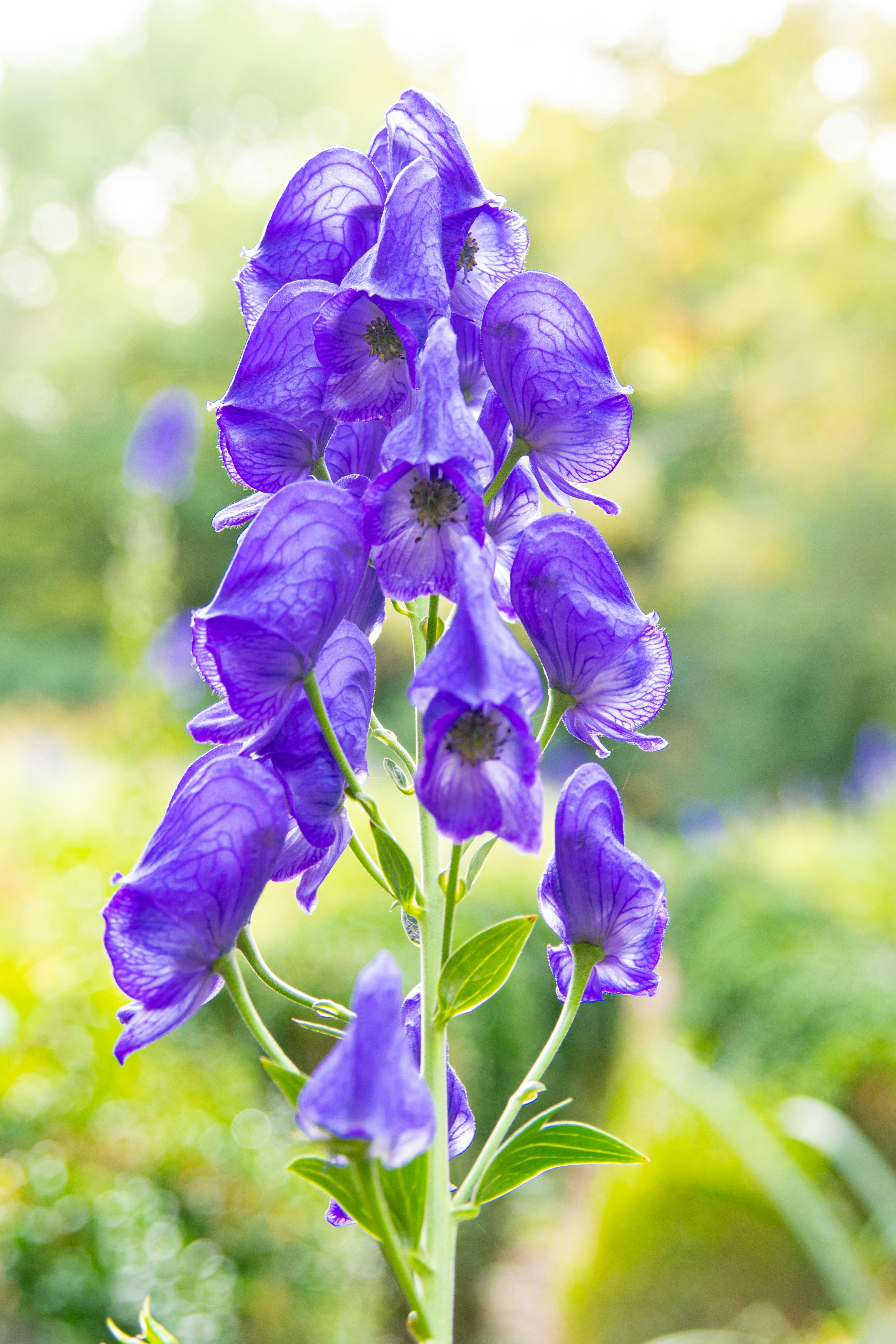 Monkshood Plants