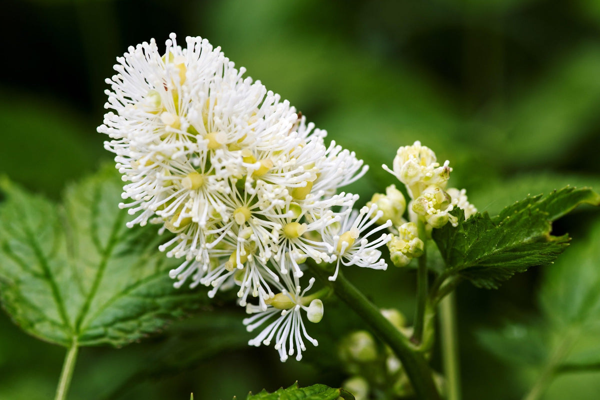 Bugbain Bugbane Plants | Largest Selection in Canada | Wildwood Express ...