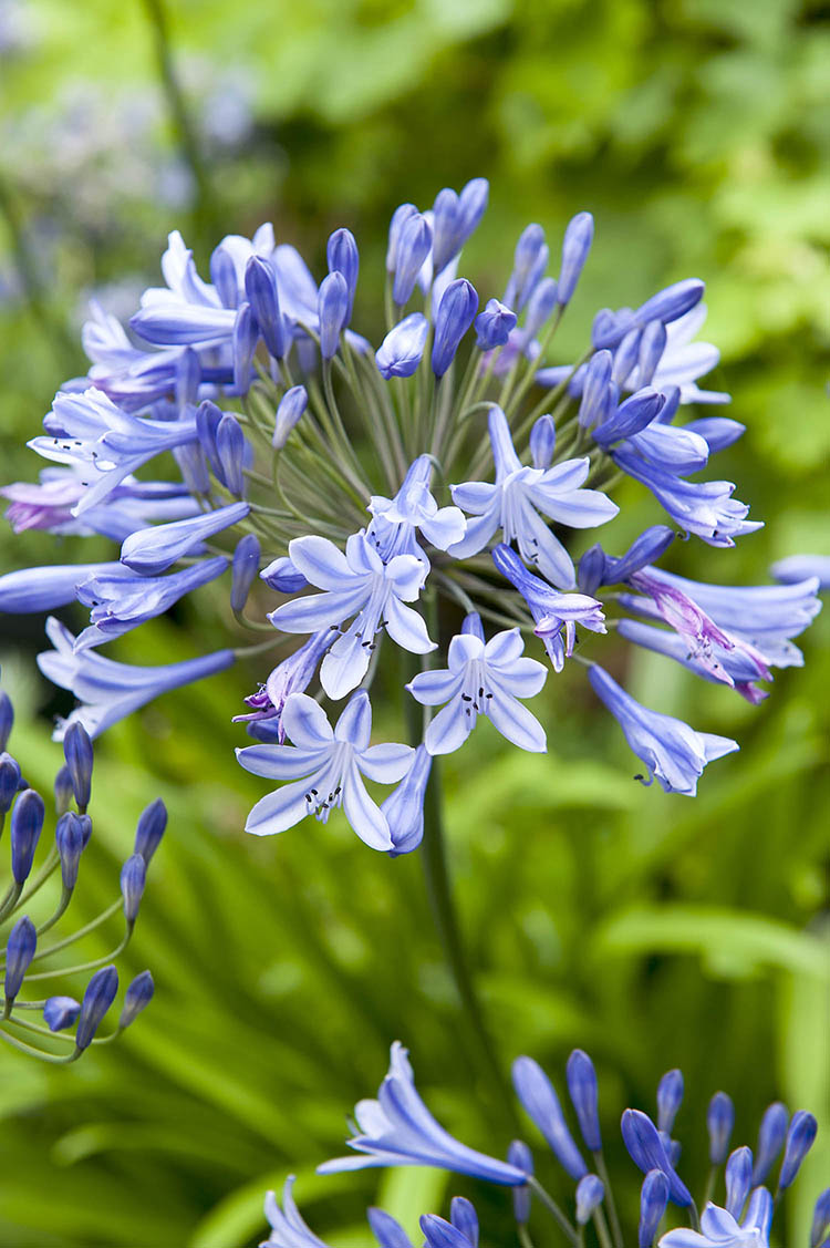 Agapanthus Plants
