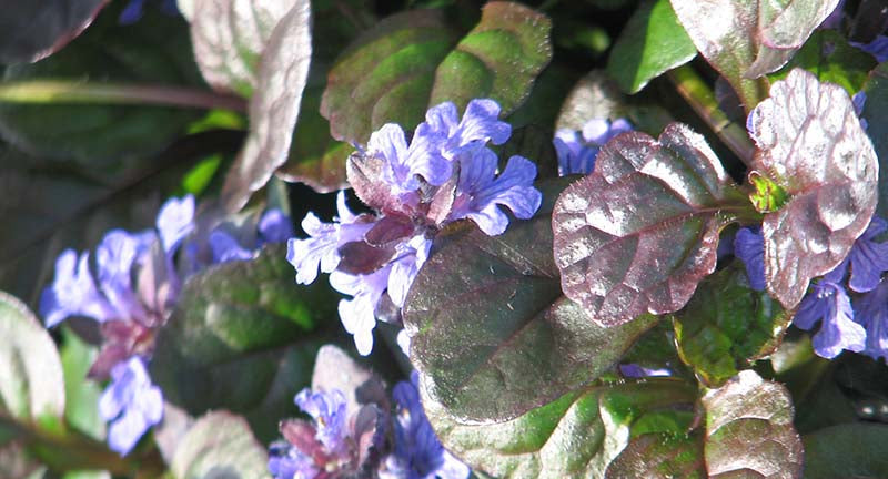 Bugleweed Plants