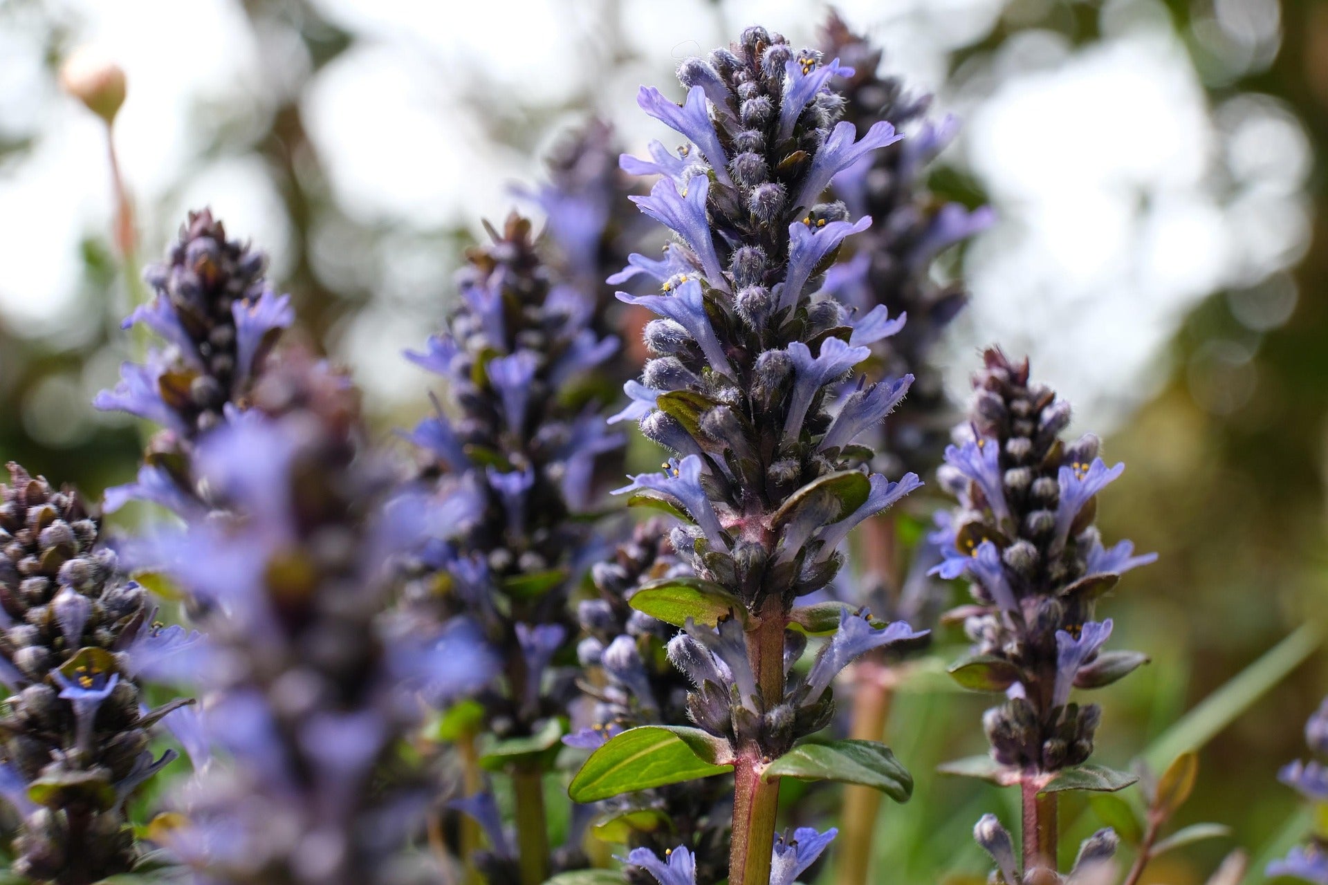 Bugleweed Plants
