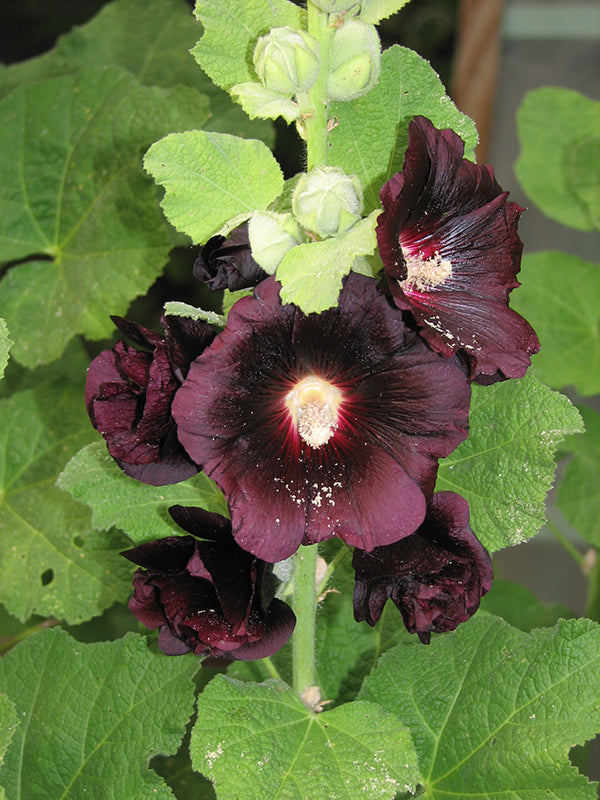 Hollyhock Plants