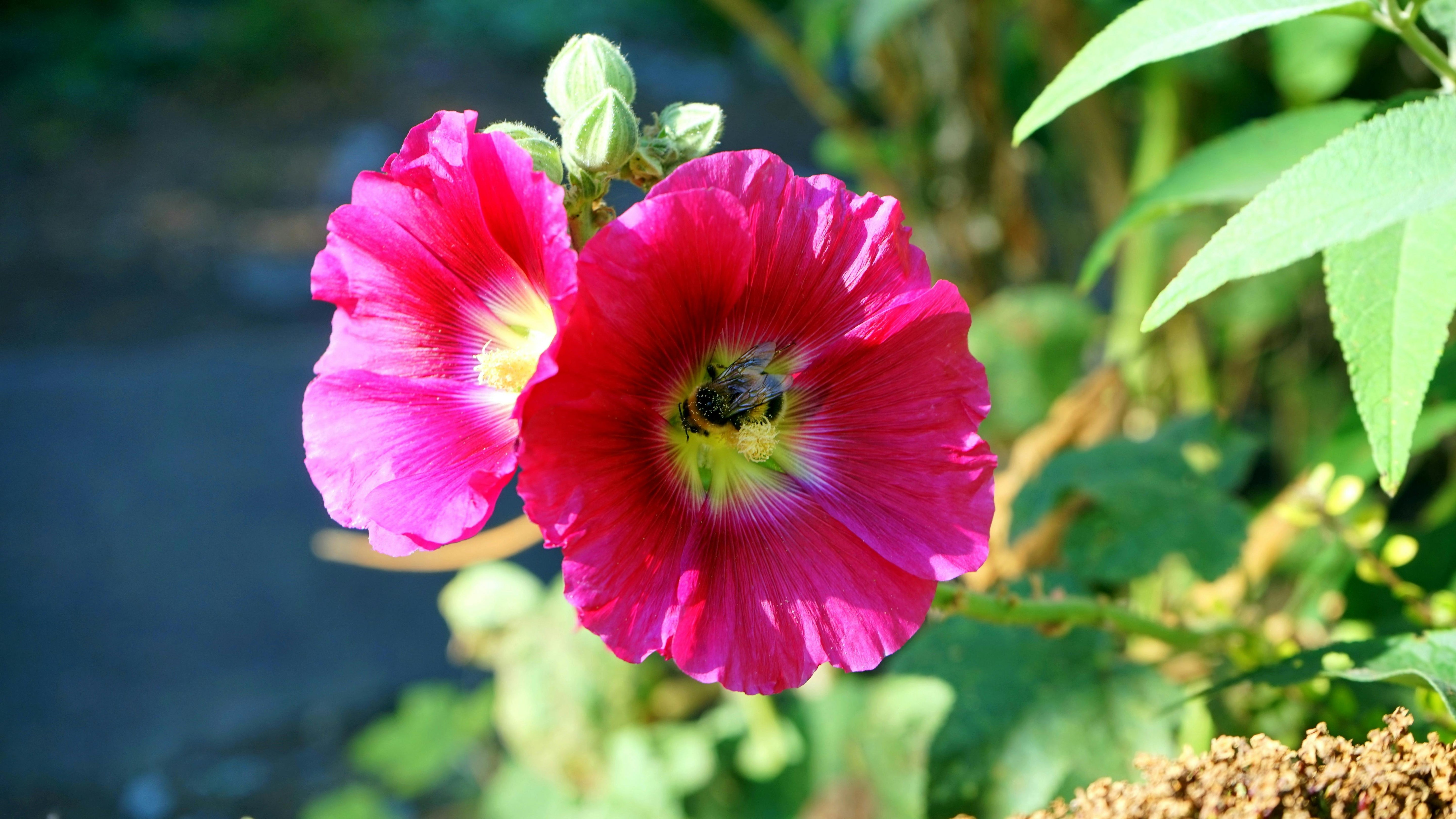 Hollyhock Plants