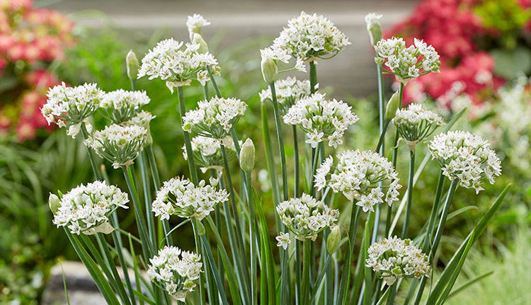 Allium Plants