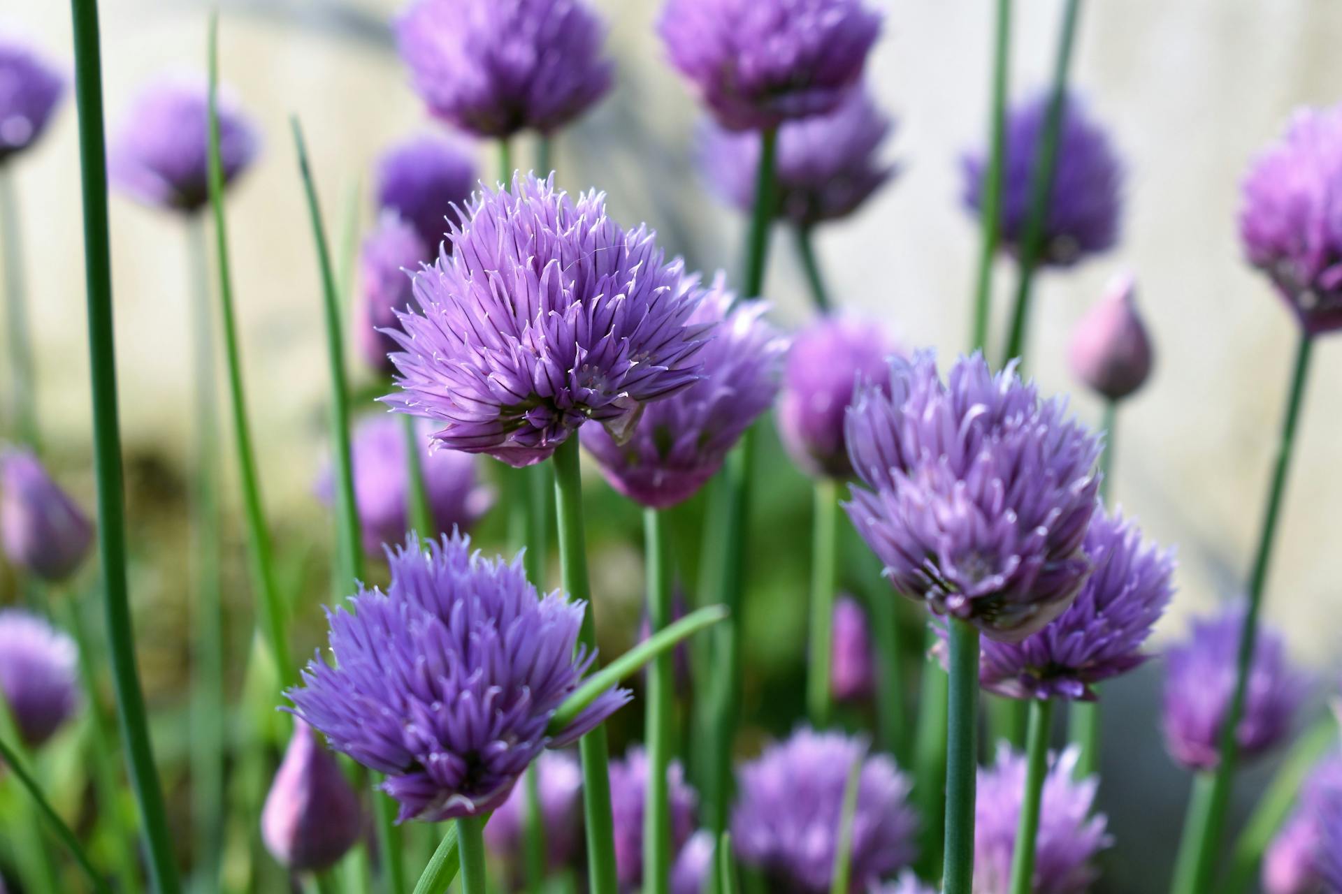 Allium Plants