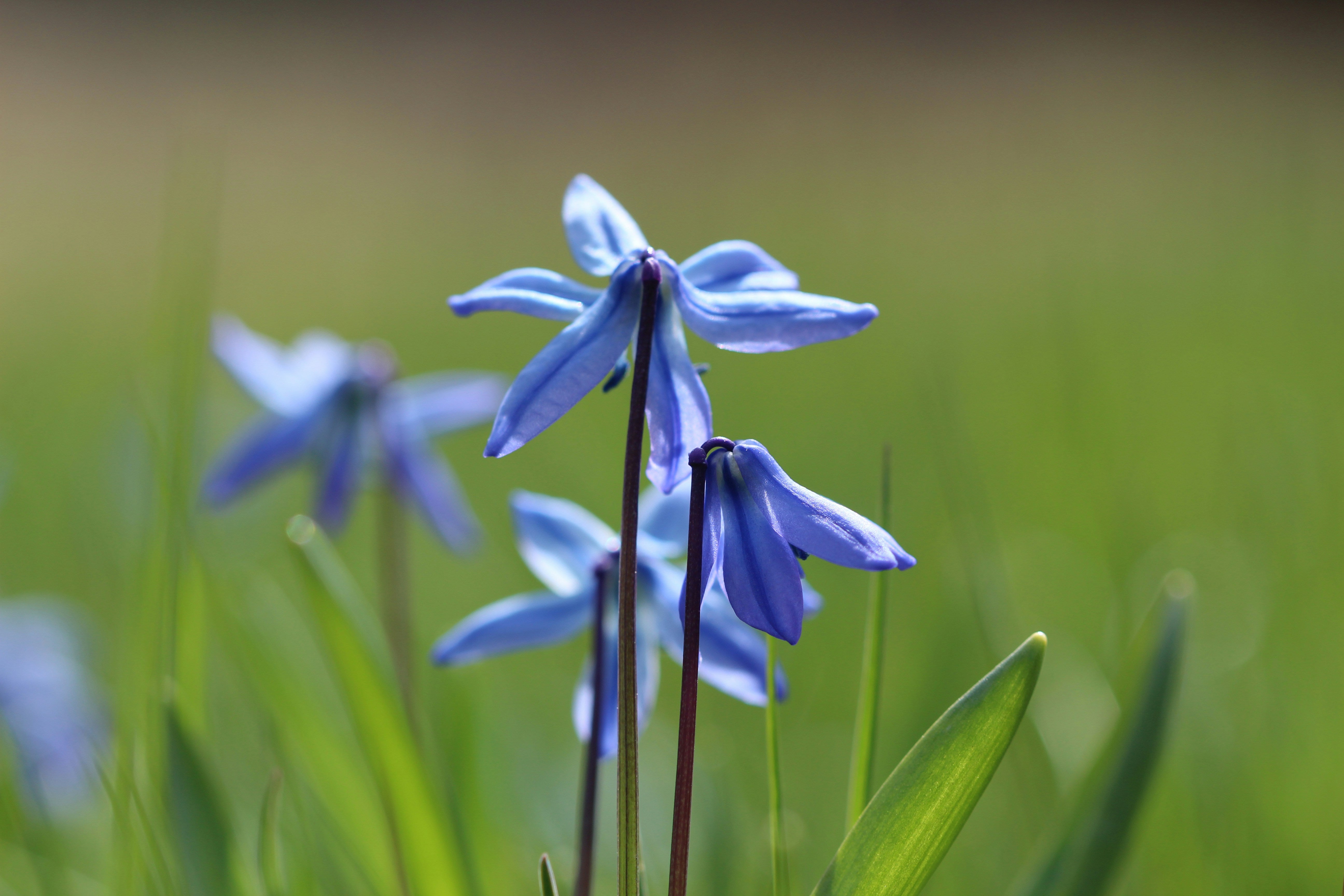 Amsonia Plants