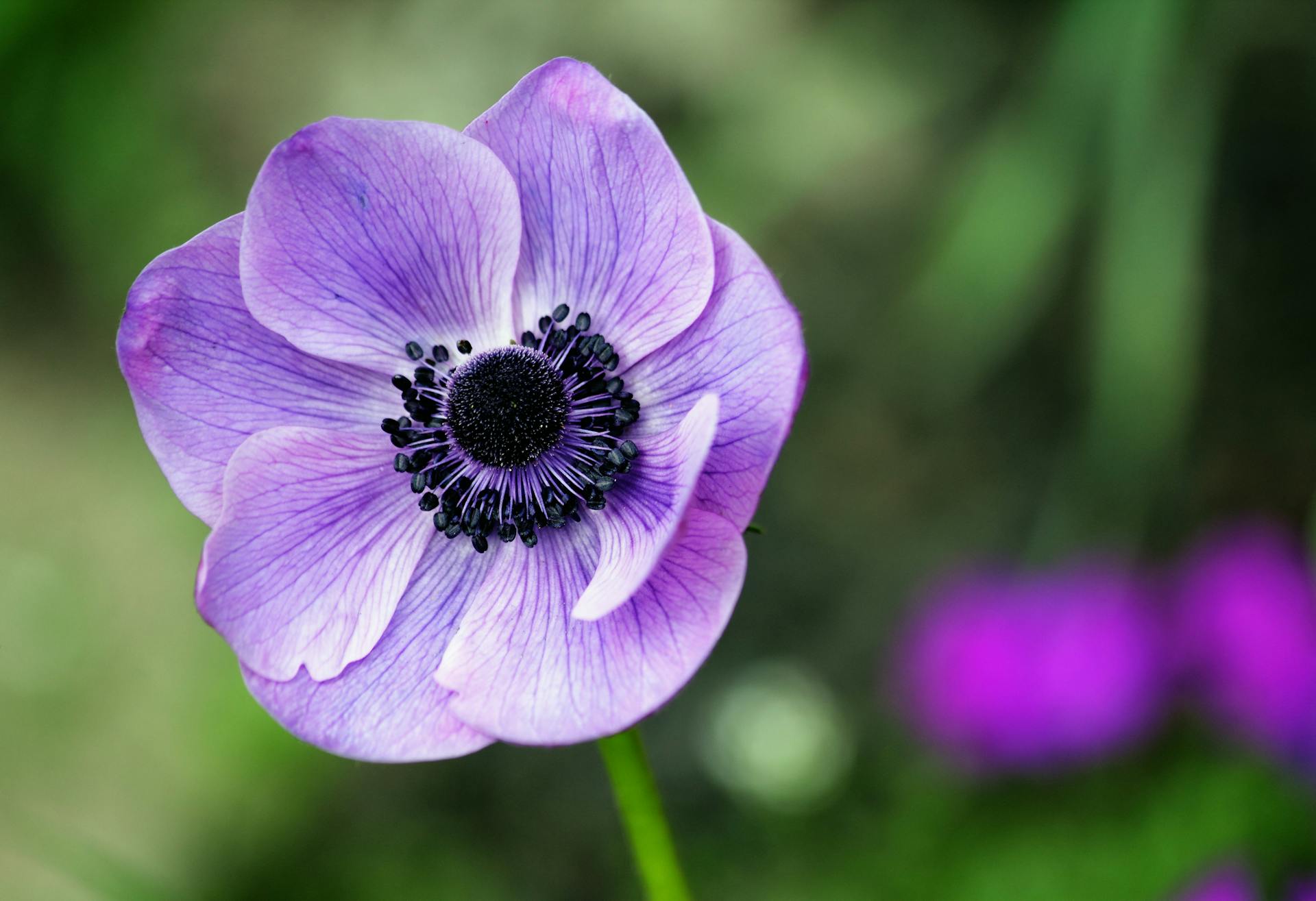 Anemone Plants