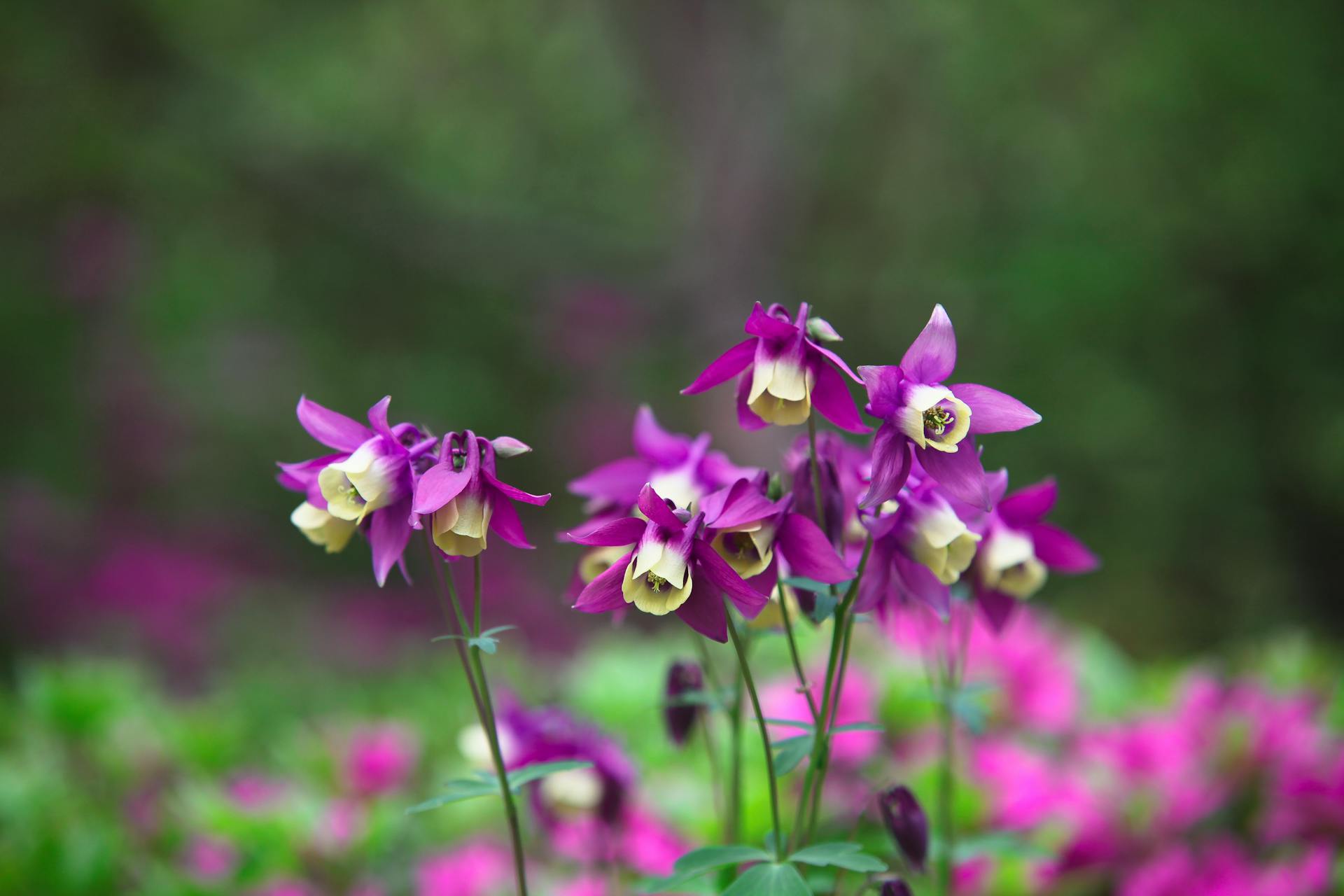 Columbine Plants