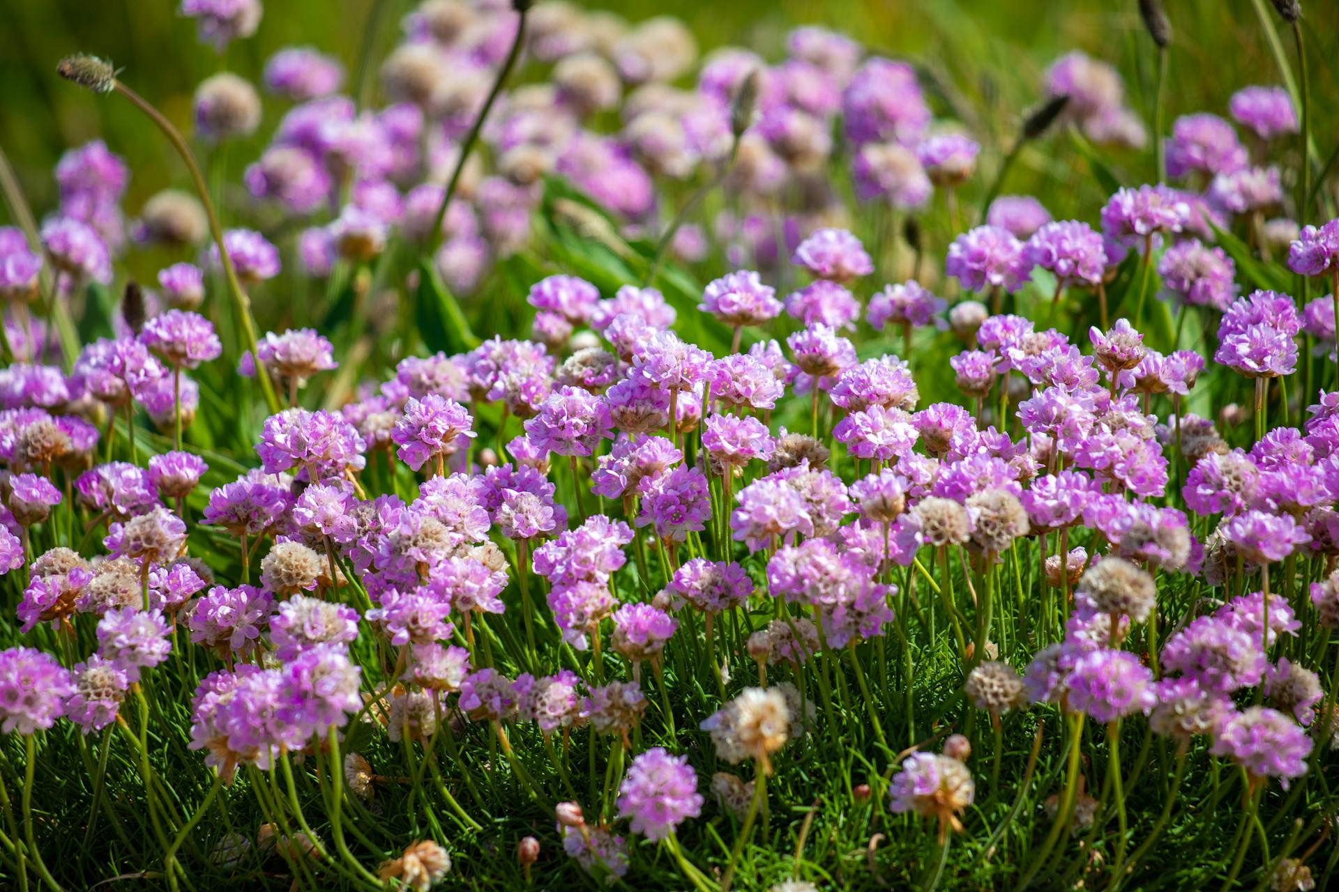 Armeria Plants