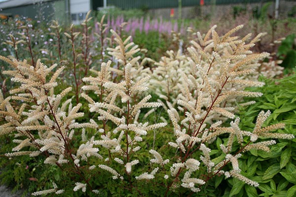Aruncus Plants (Goat's Beard)