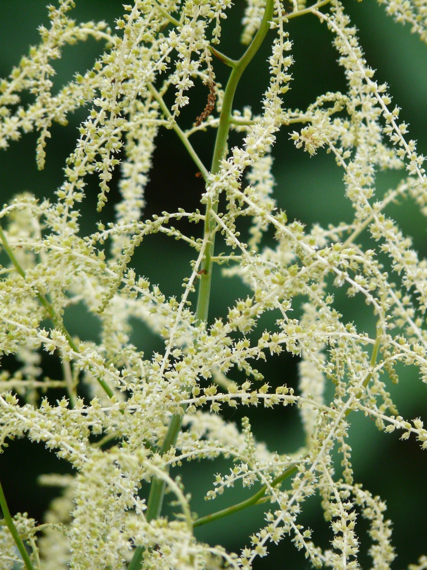 Aruncus Plants (Goat's Beard)