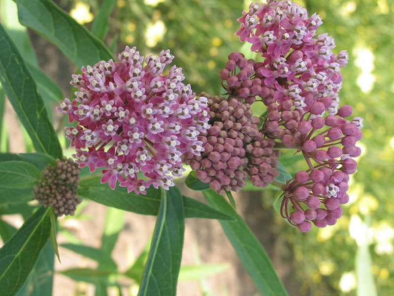 Asclepias Plants