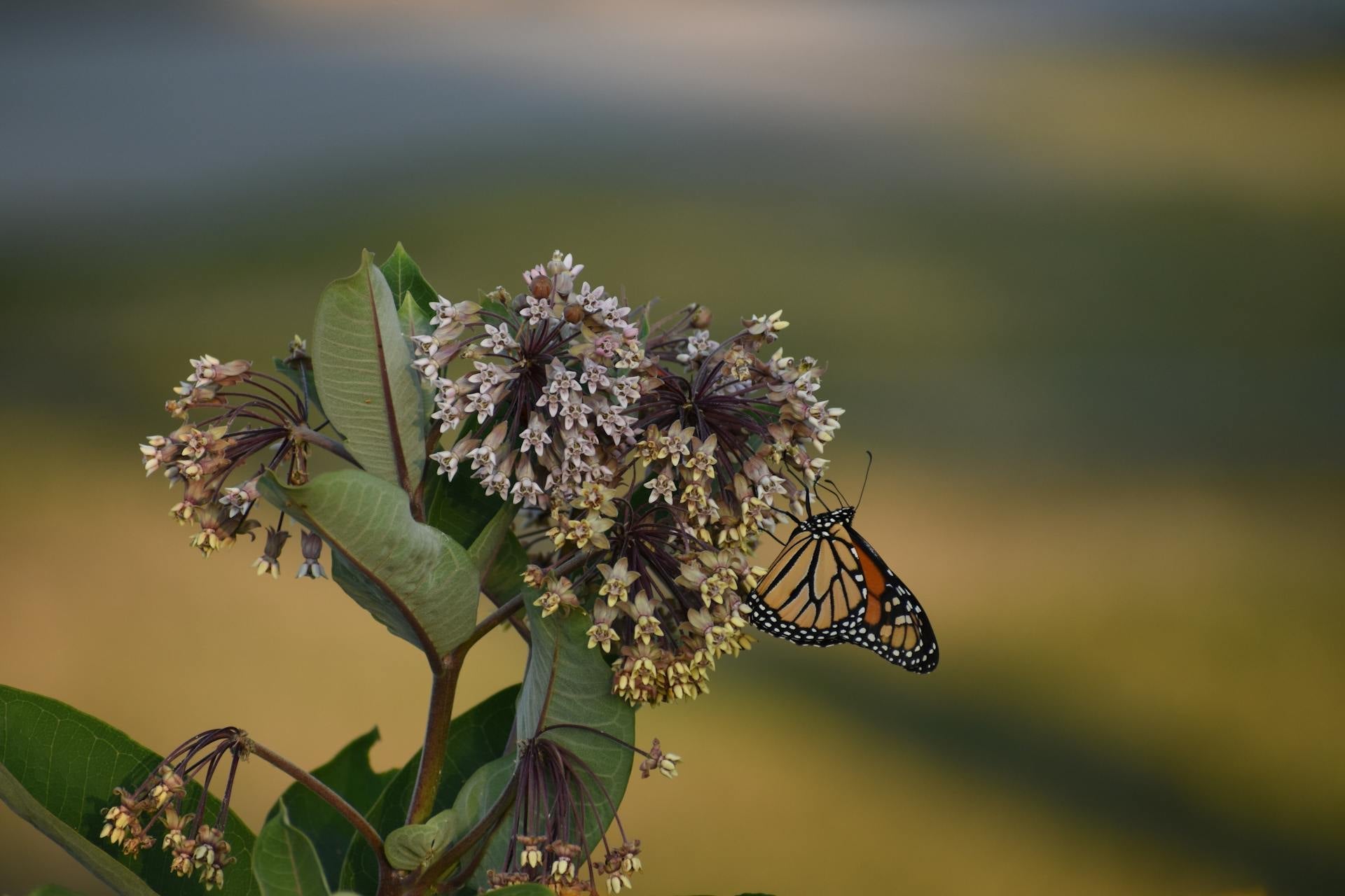 Asclepias Plants