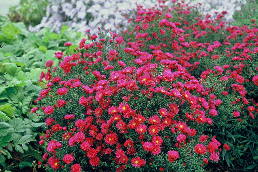 Aster Plants