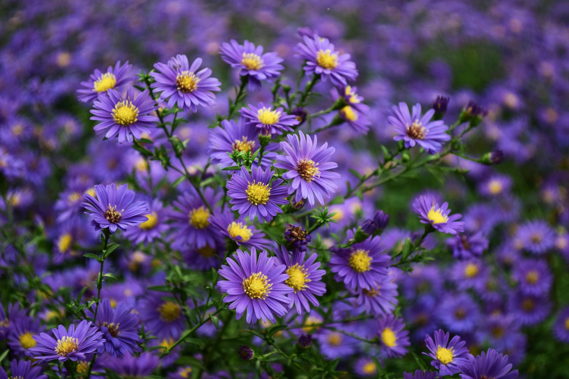 Aster Plants