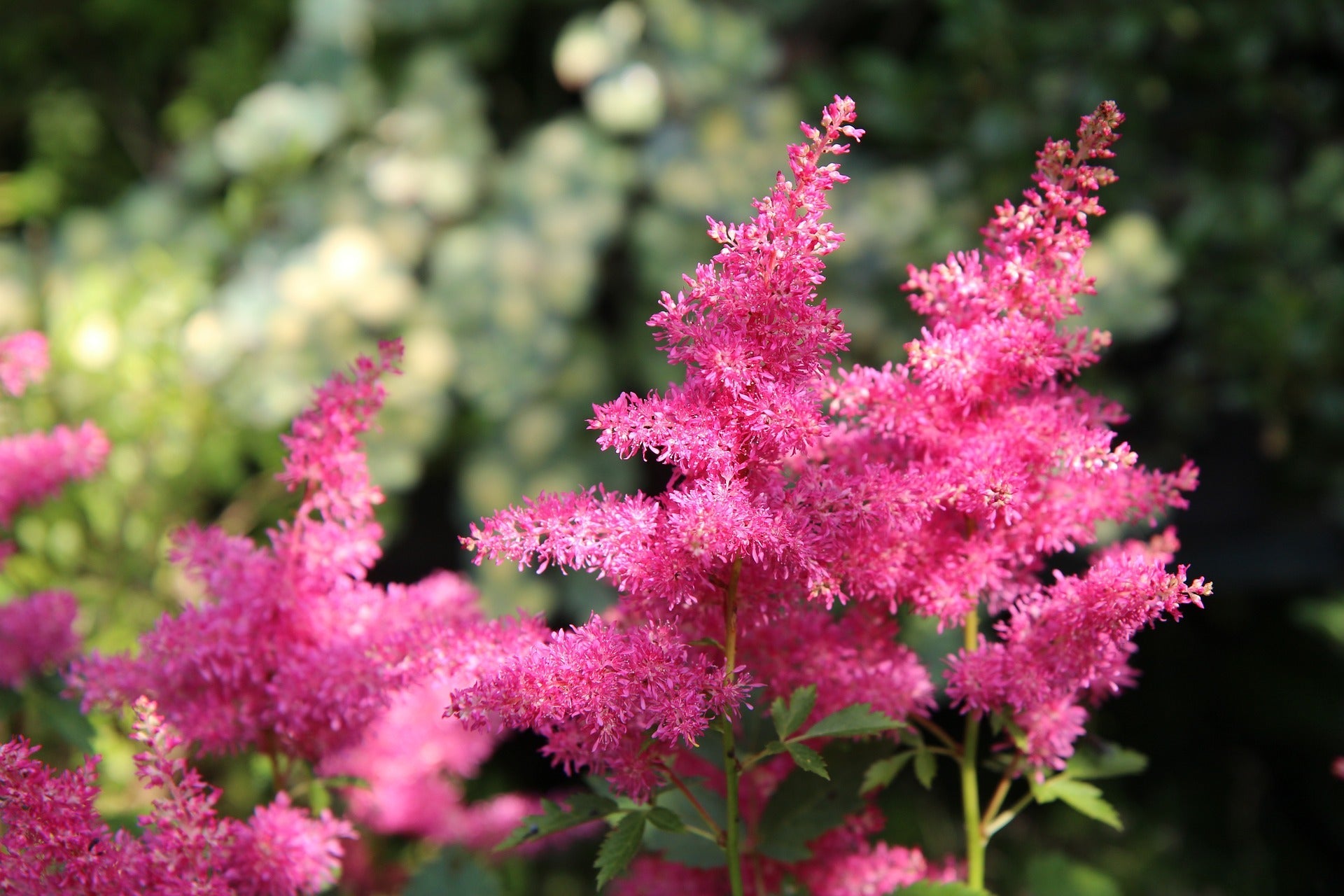 Astilbe Plants