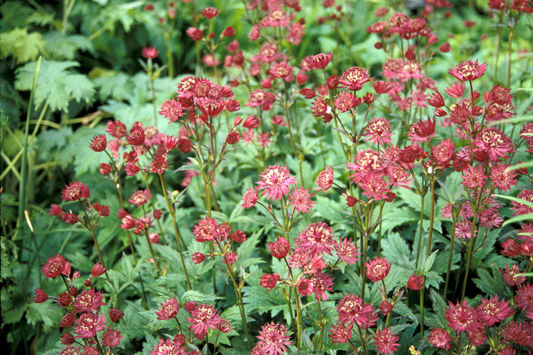 Astrantia Plants