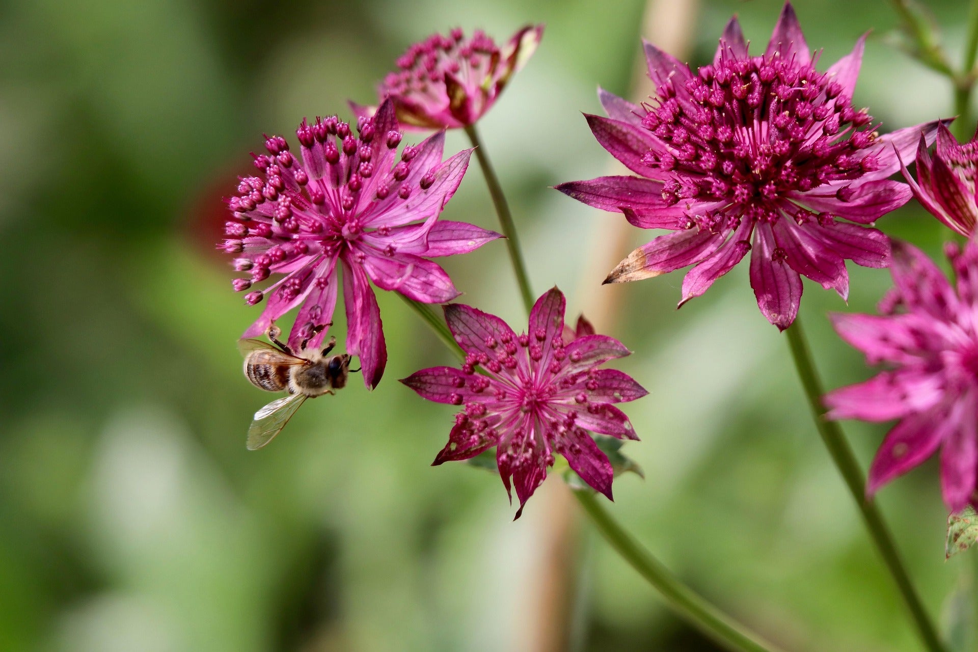 Astrantia Plants