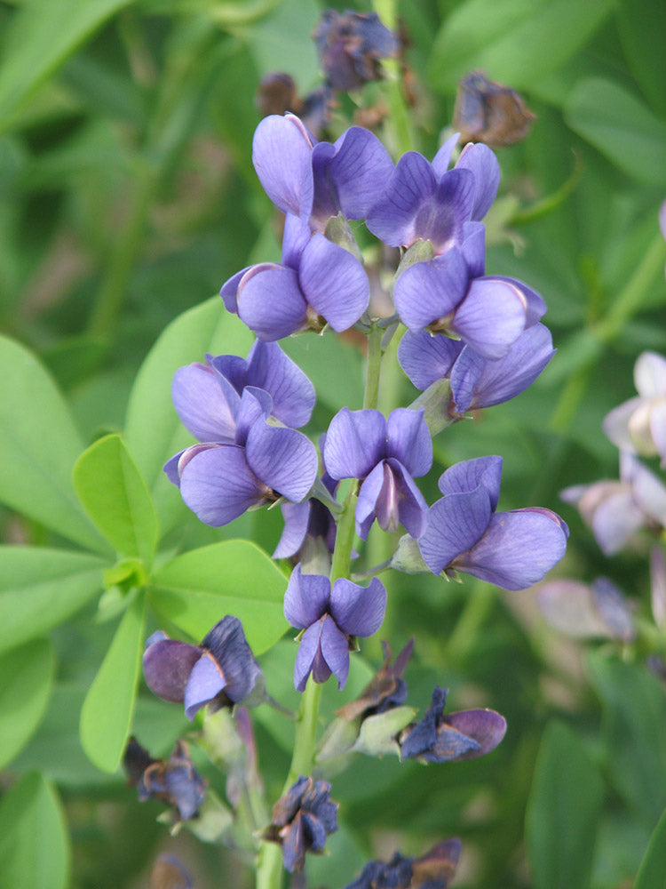 Baptisia Plants