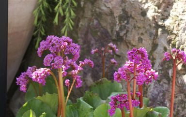 Bergenia Plants