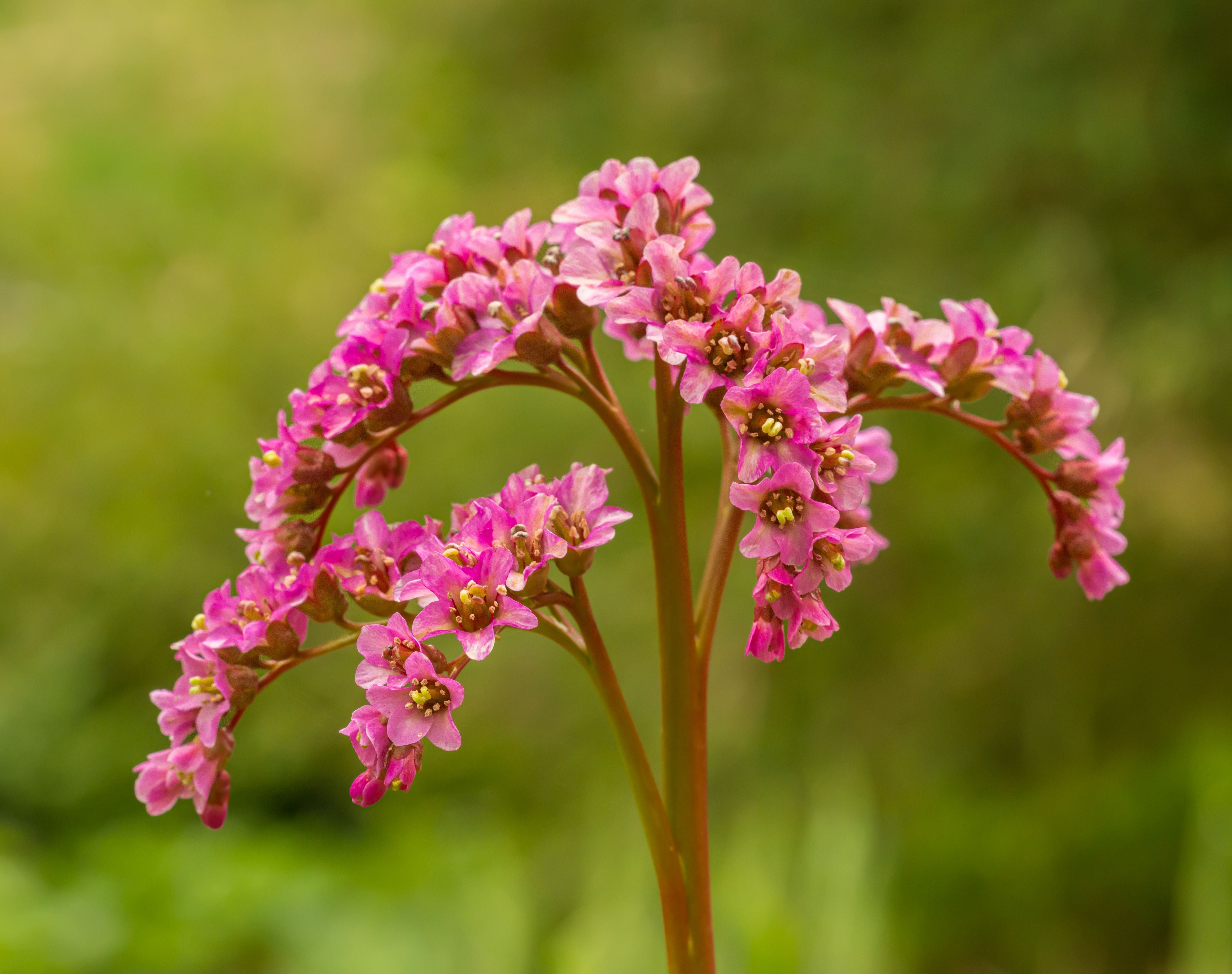 Bergenia Plants