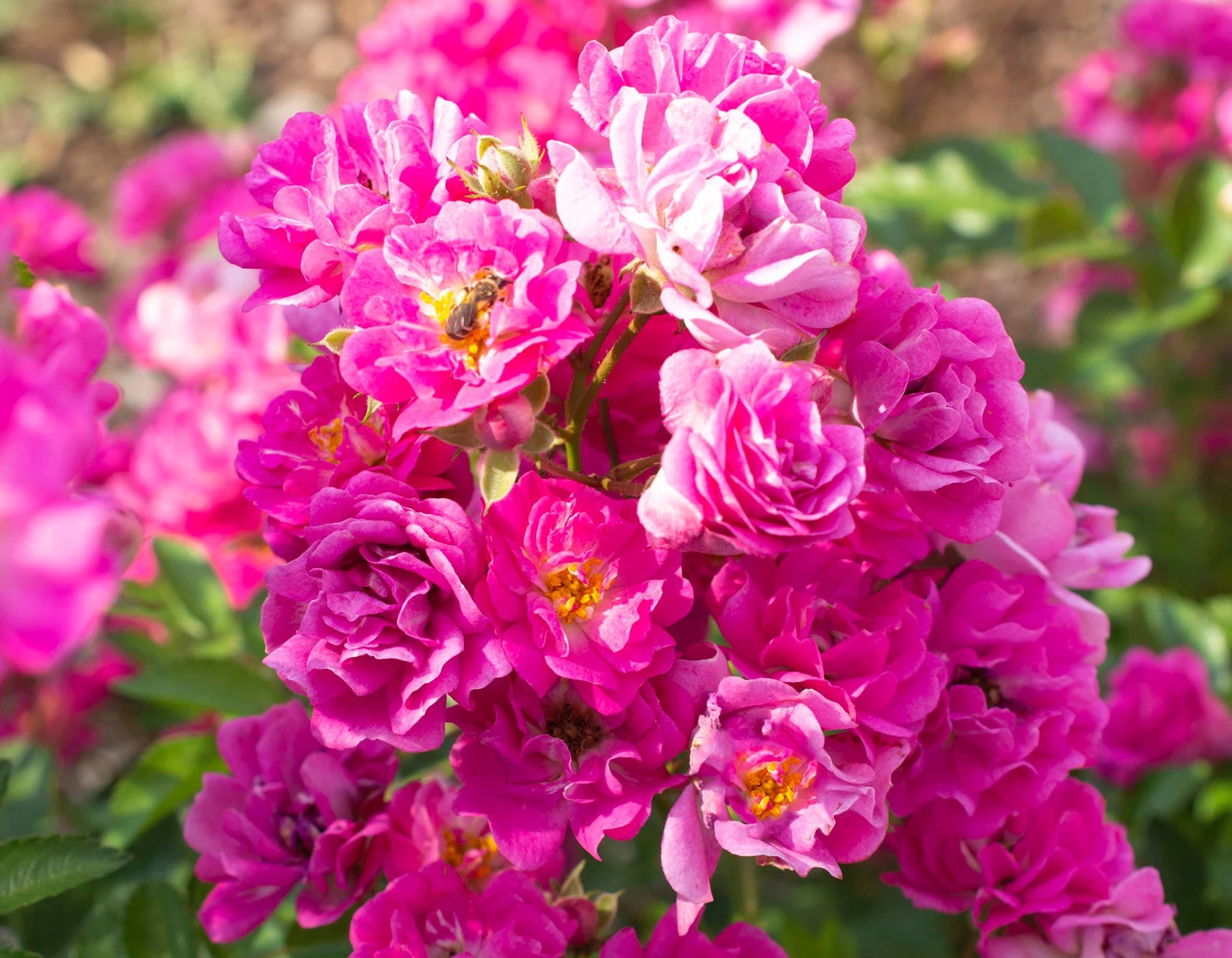 Star Roses and Plants