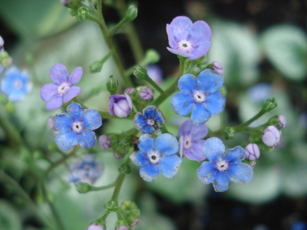 Brunnera Plants