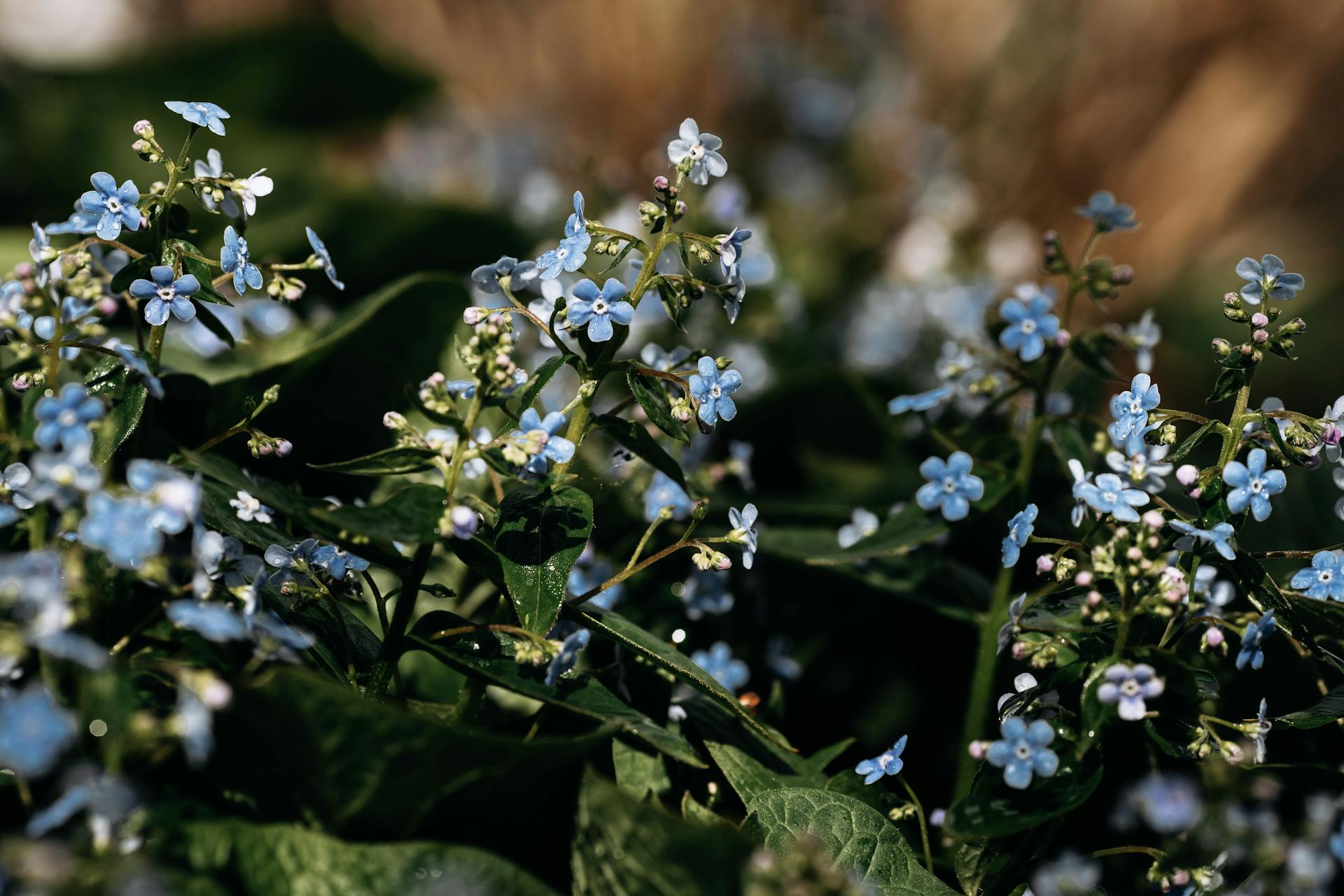 Brunnera Plants